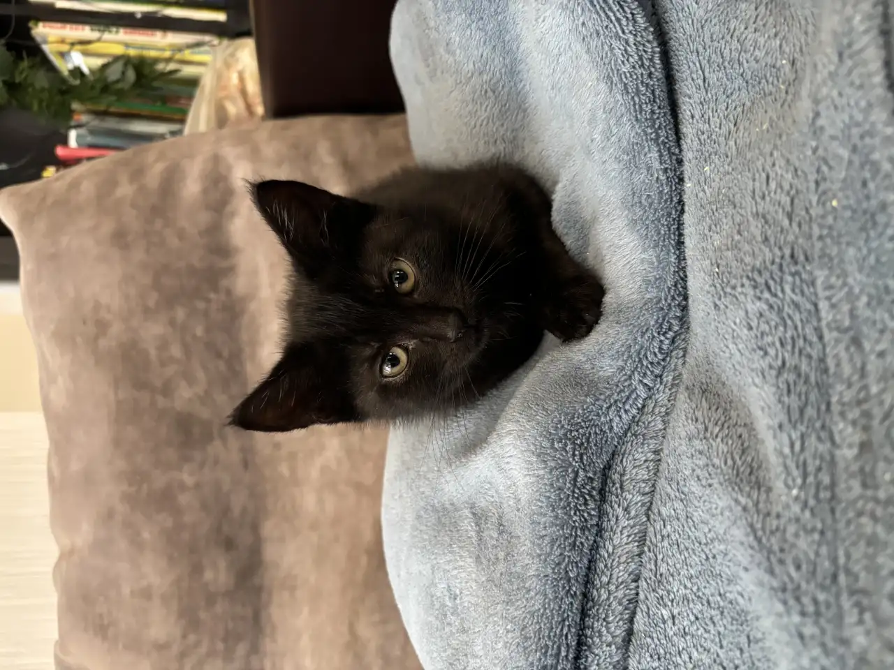 Шотландские котята, фотография 5