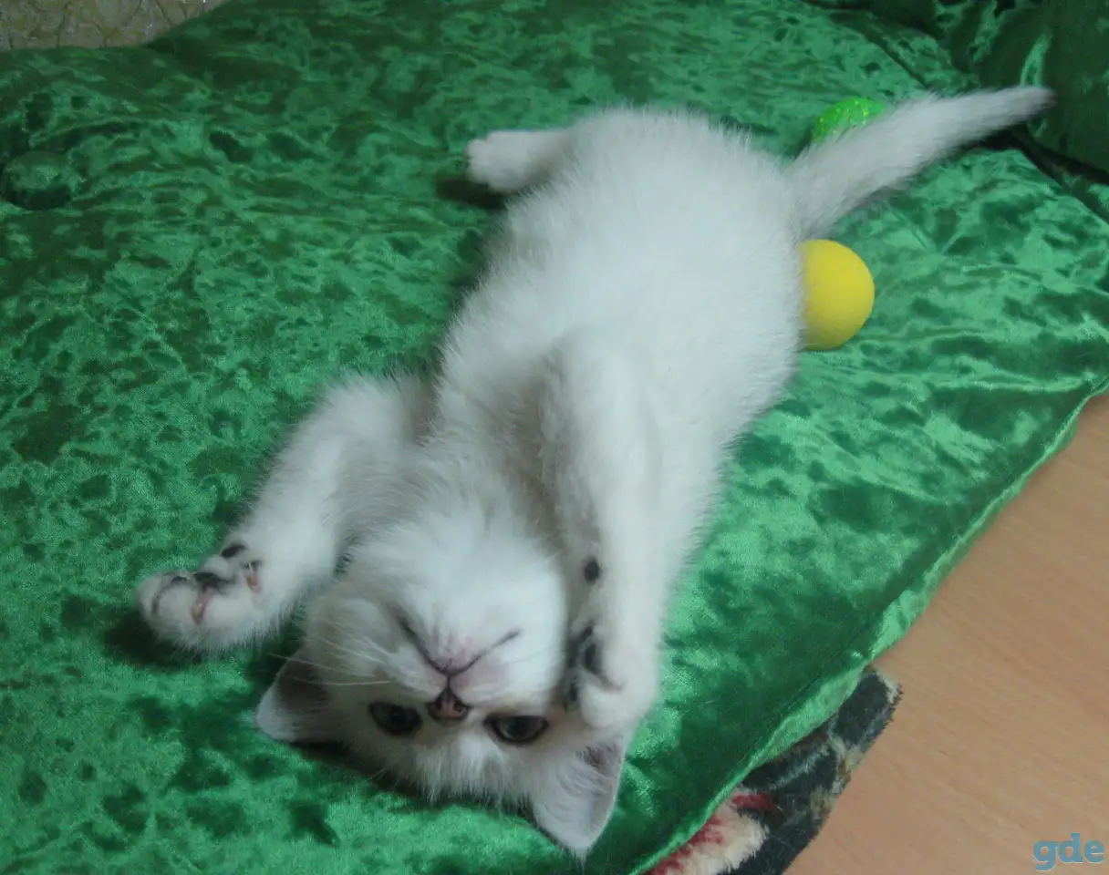 Британские котята, фотография 3