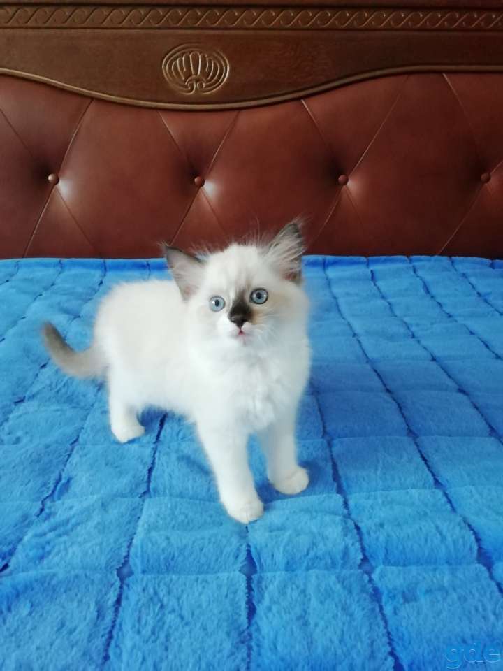 Котёнок Рэгдолл в любящую семью, фотография 2