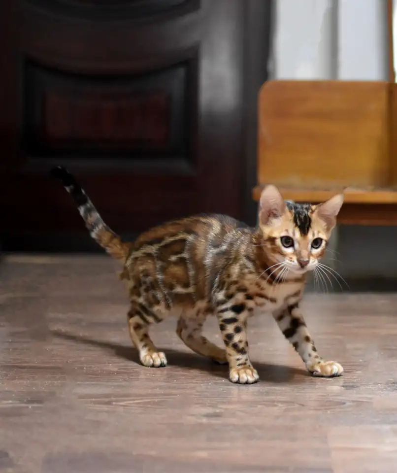 Лучшие бенгальские котята, фотография 7