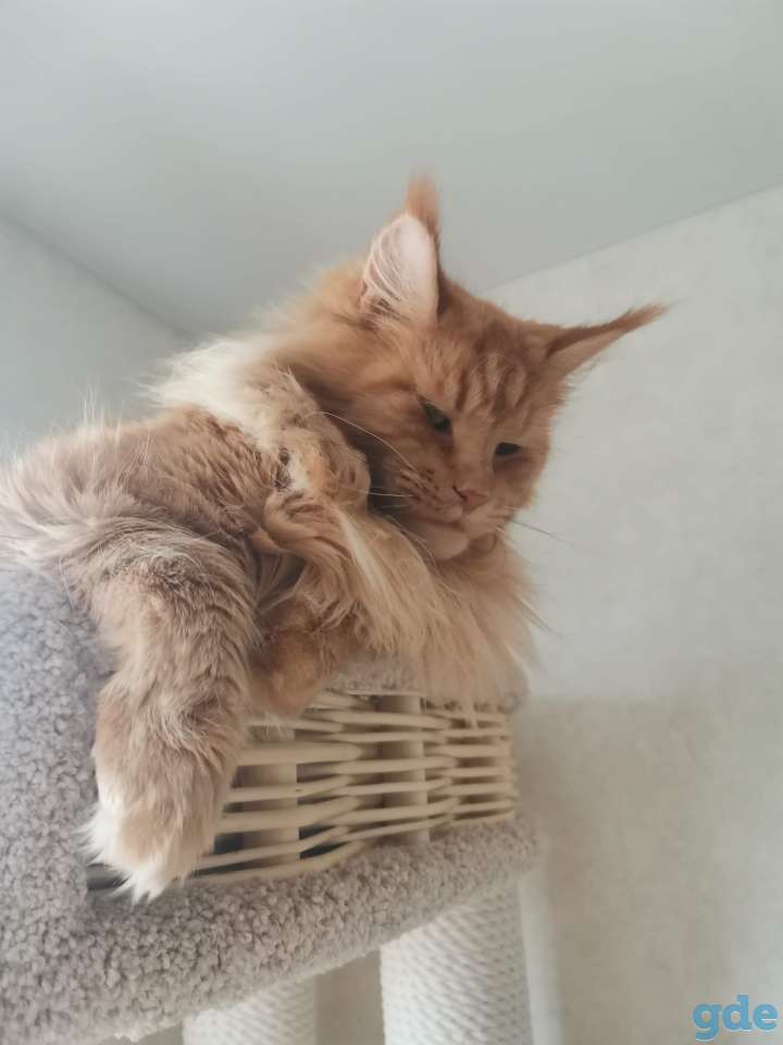 Кошка Мейн-Кун, фотография 2