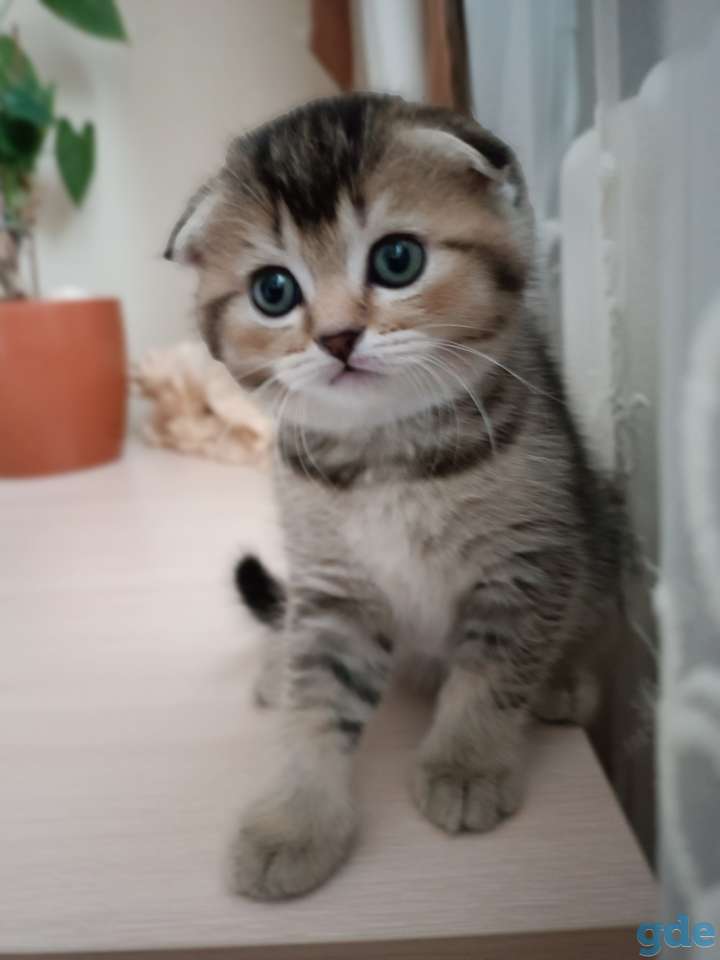 Котята шотландские, фотография 2