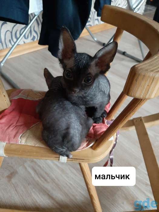 Продажа продаются котята донского, фотография 1