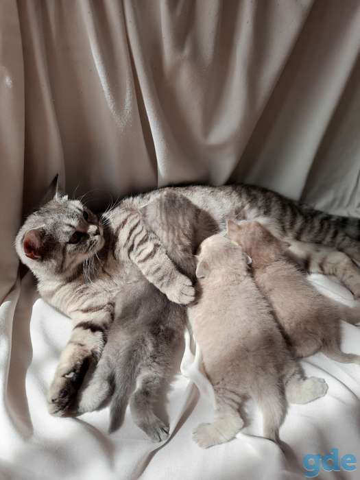 Шотландские котята, фотография 5