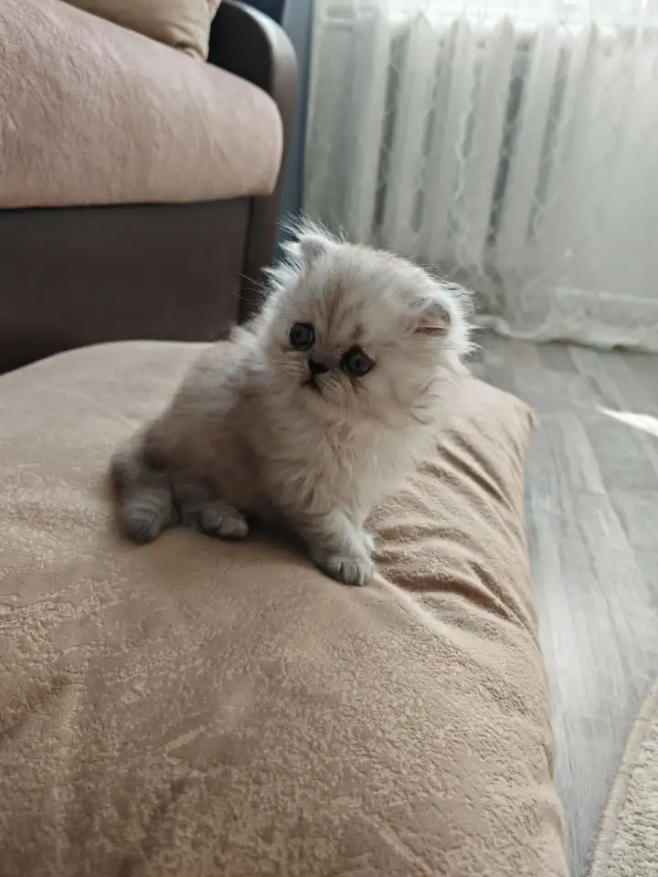 Продажа шотландского котёнка, фотография 2