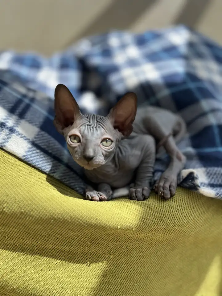 Котята канадского сфинкса, фотография 6