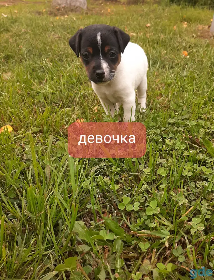 Щенки, фотография 2