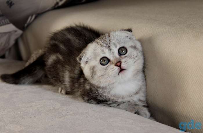 Британские короткошерстные котята, фотография 1