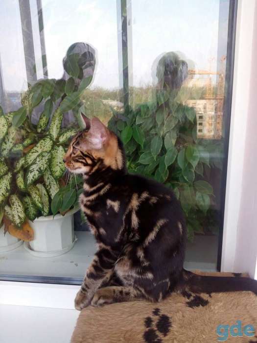 Мраморные бенгальские котята, фотография 2