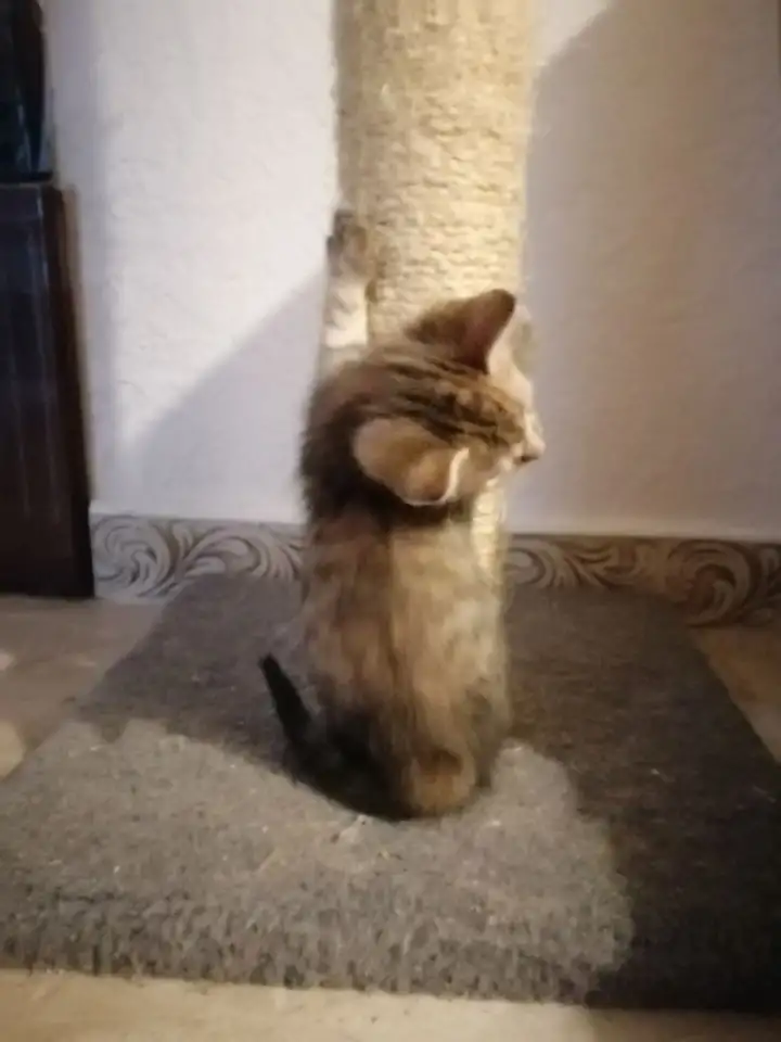 Дарю котят, фотография 4