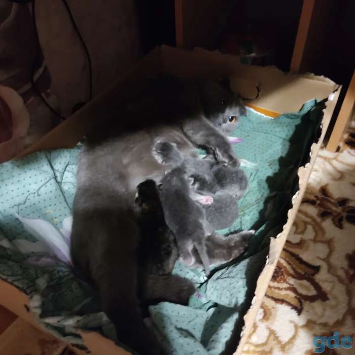 Шотландские котята, фотография 4