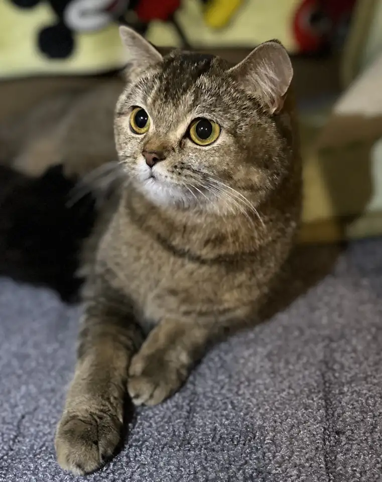 Шотландские котята, фотография 6