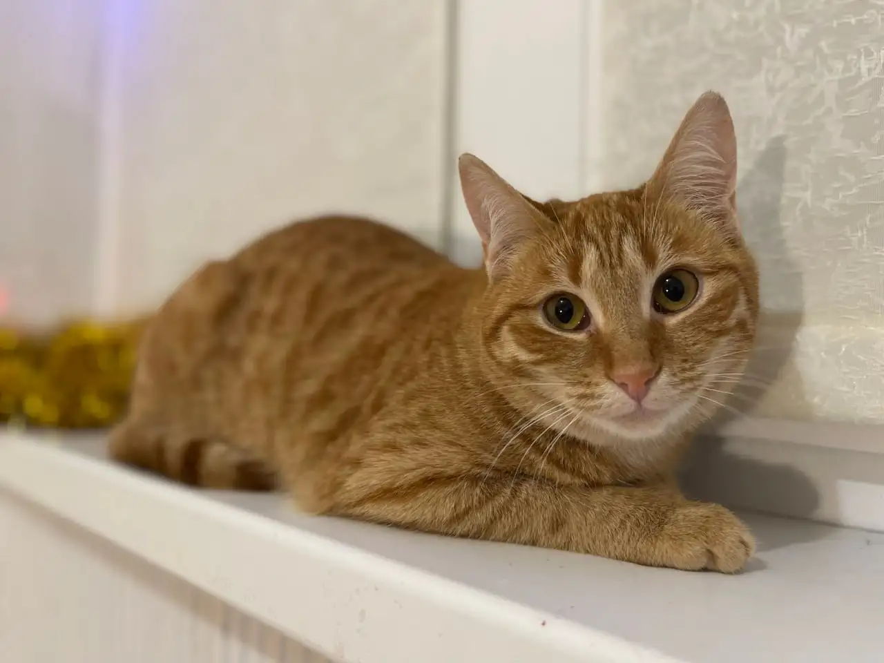 Рыжая кошечка котенок Мандаринка ищет дом и семью!, фотография 4