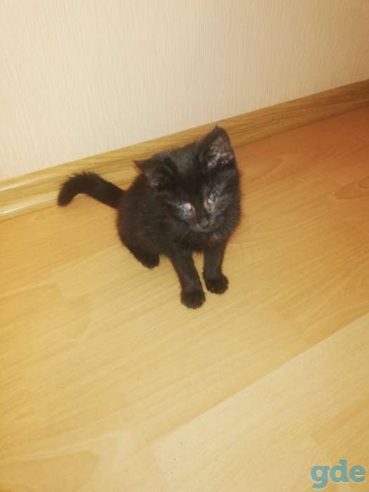 Отдам котёнка, фотография 1