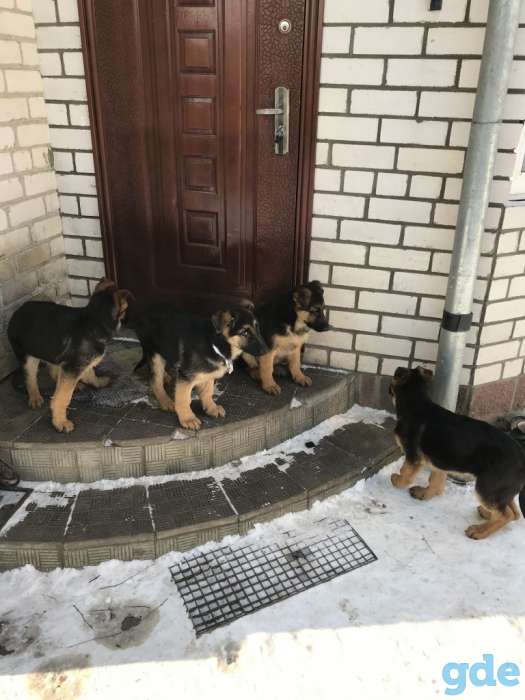 Продам щенков немецкой овчарки, фотография 11