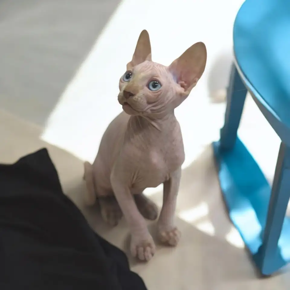 Котята канадского сфинкса, фотография 6