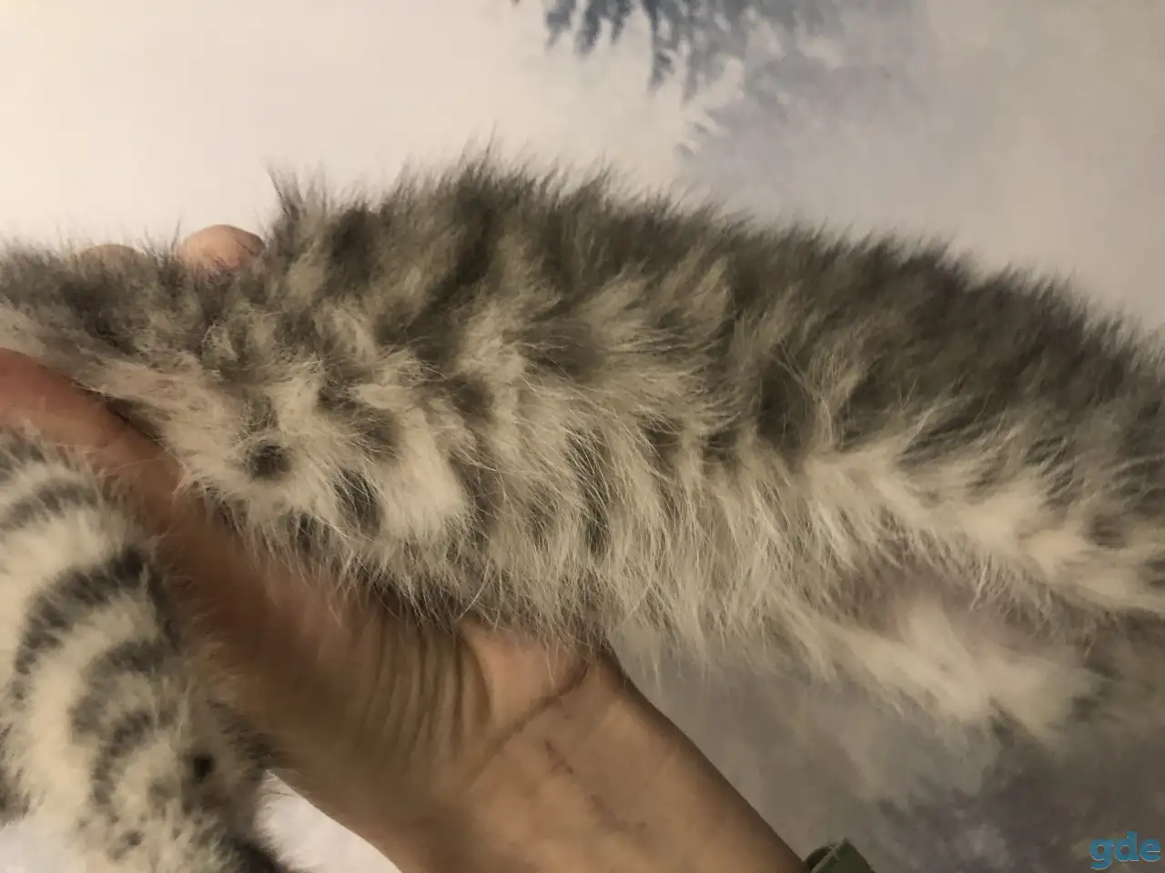 Шотландские вислоухие котята, фотография 5