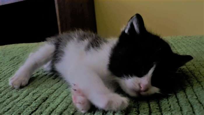 Котята красивые, фотография 6
