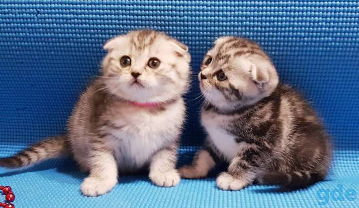 Шотландский котята, фотография 8