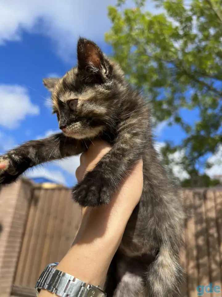 Котёнок (1 мес) в дар, фотография 3