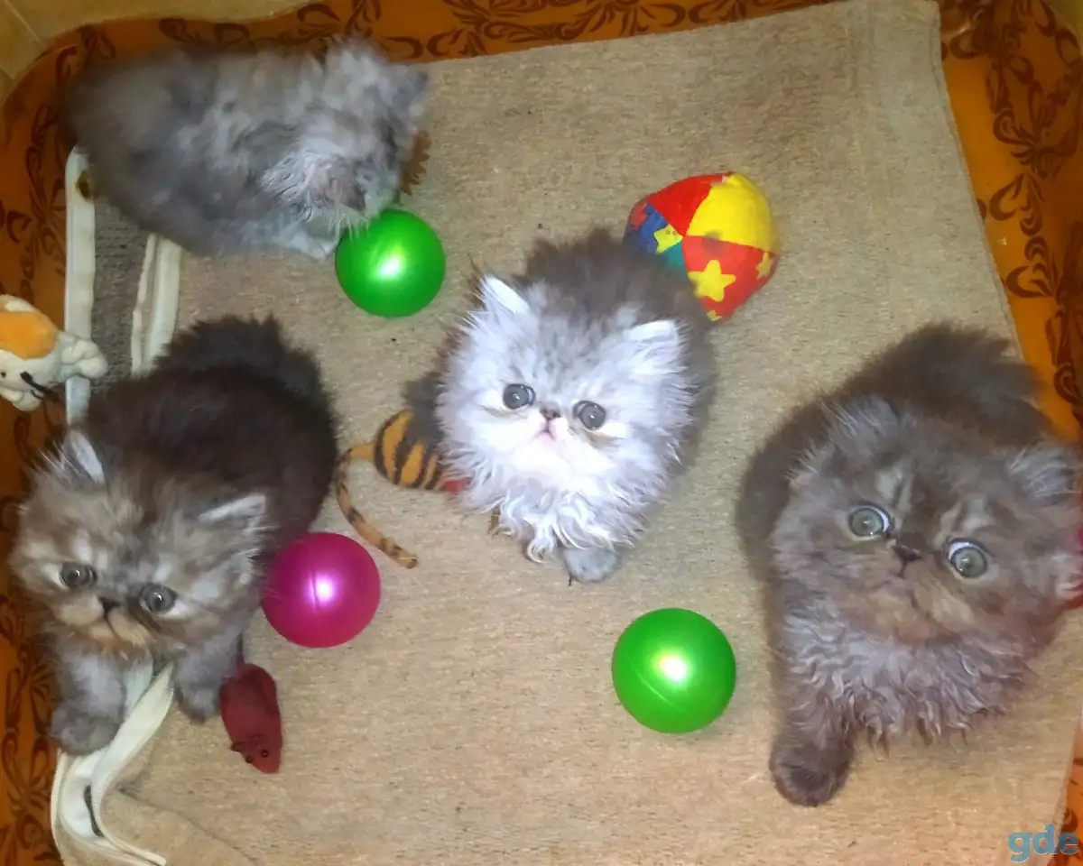 Персидские котята Экстремального типа чистокровные. Персы., фотография 9