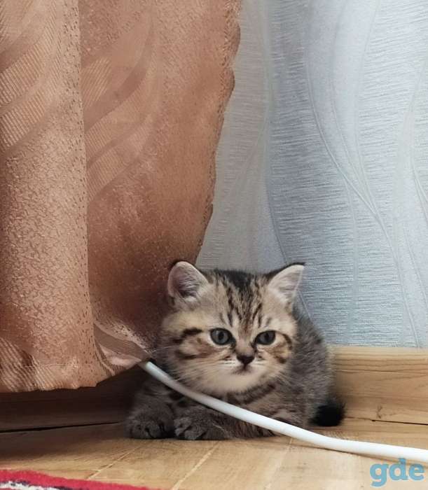 Шотладская прямоухая кошечка, фотография 2