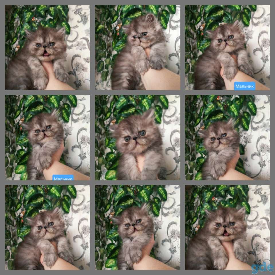 Персидские котята экстремального типа чистокровные персы., фотография 5