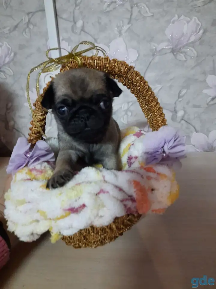 Продаются щенки мопса, фотография 3