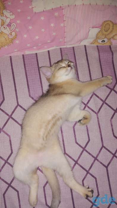 Шотландская скоттиш страйт, фотография 3