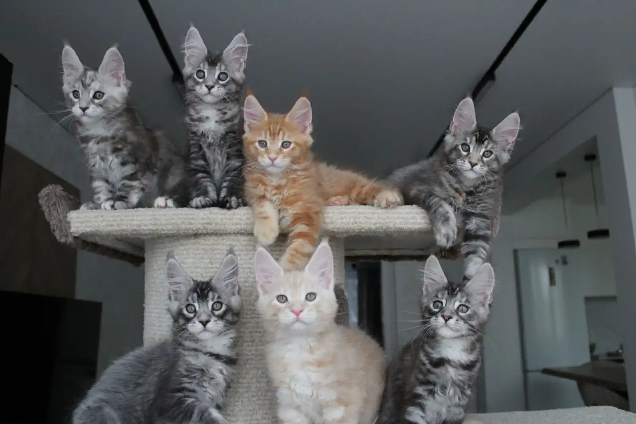 Котята мейн-кун, фотография 4