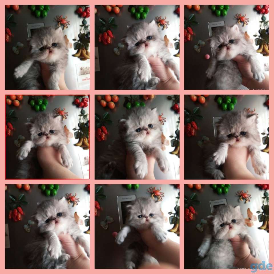 Персидские котята экстремального типа чистокровные персы., фотография 4