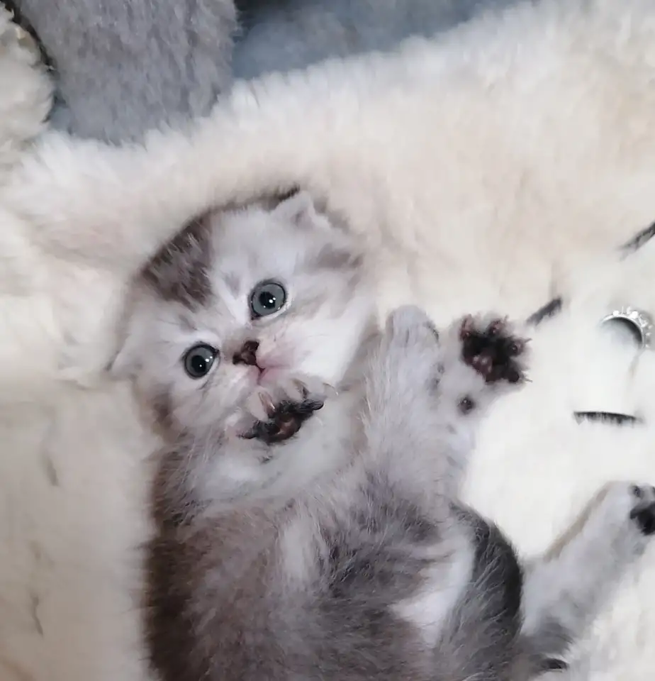 Котята шотландские вислоухие, фотография 3