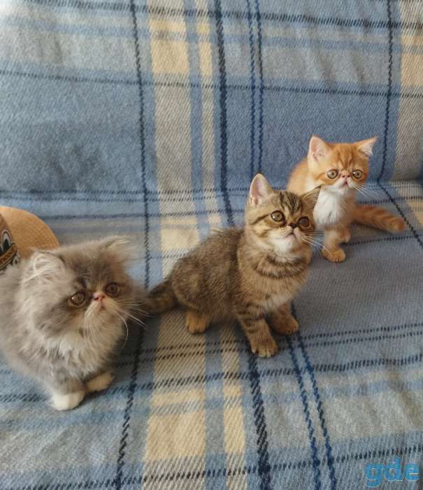 Котята экзоты, фотография 3
