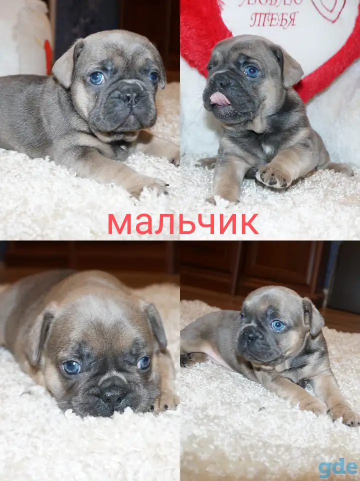 Французский бульдог щенки, фотография 1