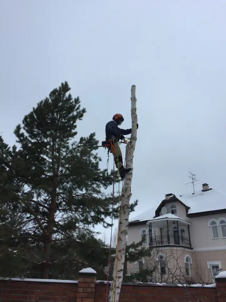 Спил деревьев, фотография 1