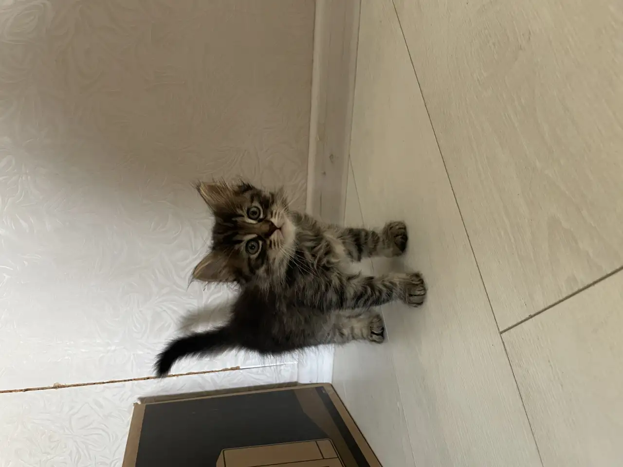 Котята в дар, фотография 2