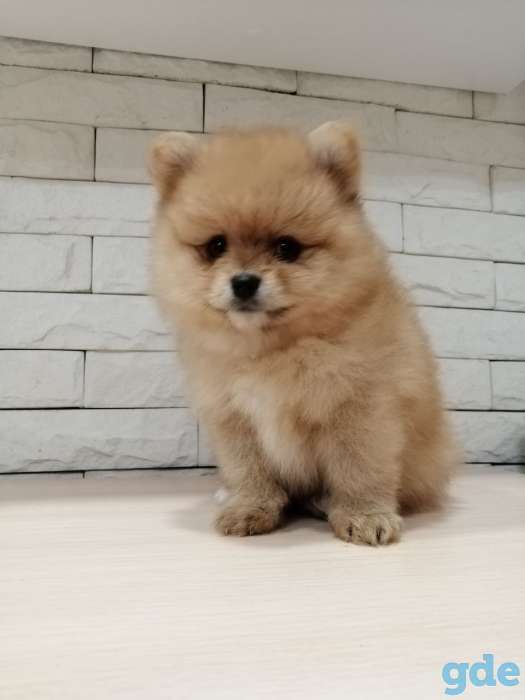 Продажа собаки, фотография 6