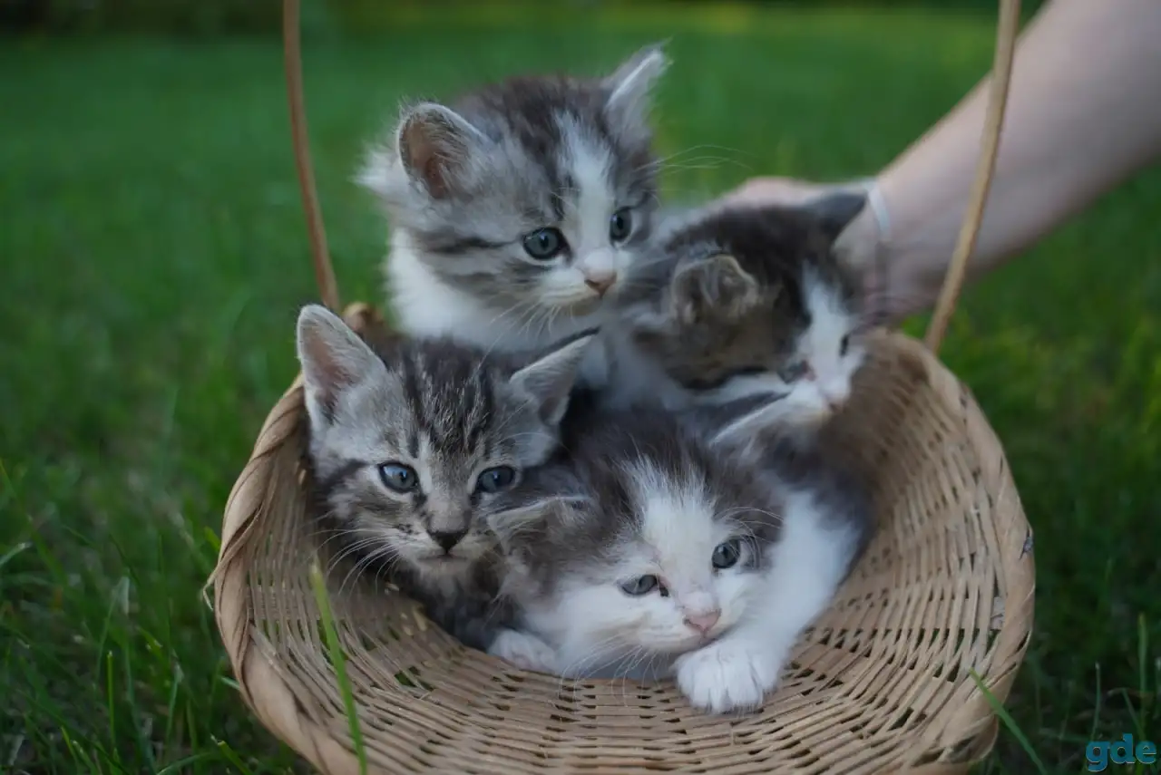Котята в хорошие руки, фотография 1