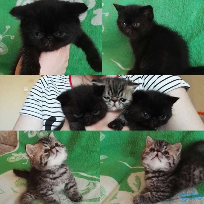 Котята плюшевые экзоты, фотография 3