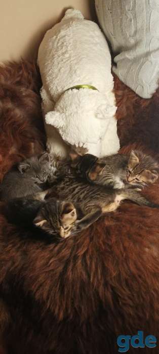 Котята в добрые руки, фотография 1