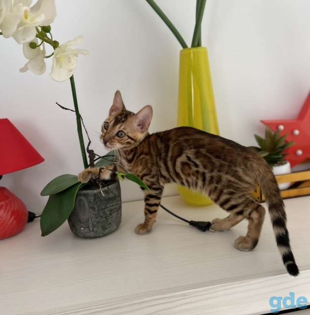 Бенгальская кошка, фотография 1