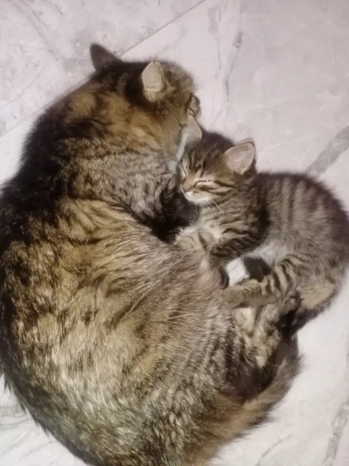 Красивая кошечка, фотография 9
