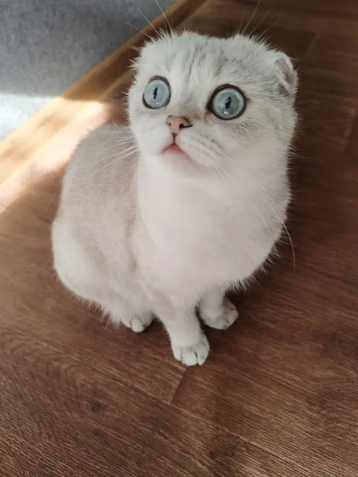 Продам котят, фотография 10
