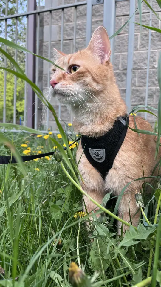 Котик в добрые руки, фотография 13