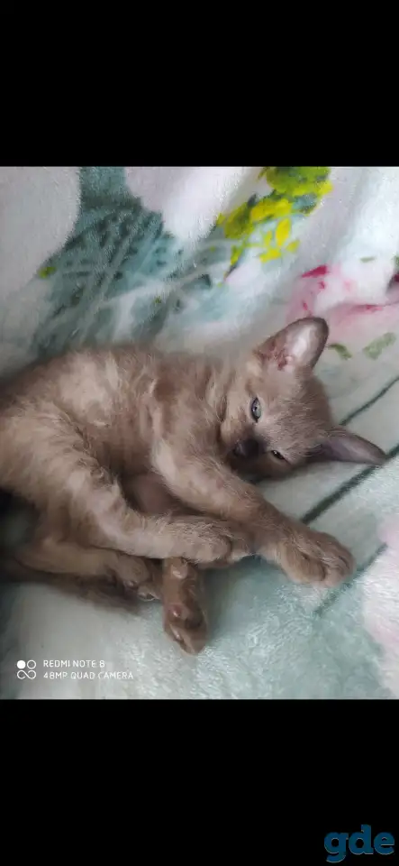 Котята Сфинкс, фотография 2