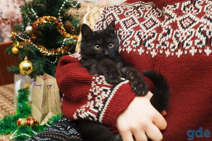 Котёнок Егорка ищет дом, фотография 6