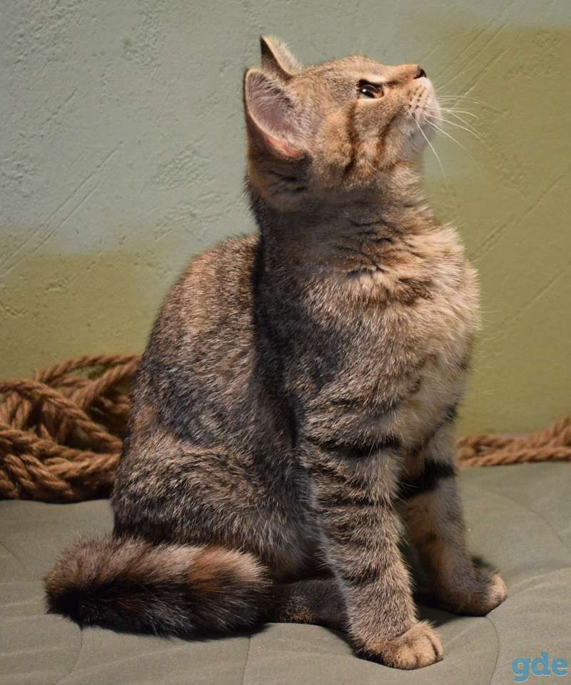 Европейские котята, фотография 2
