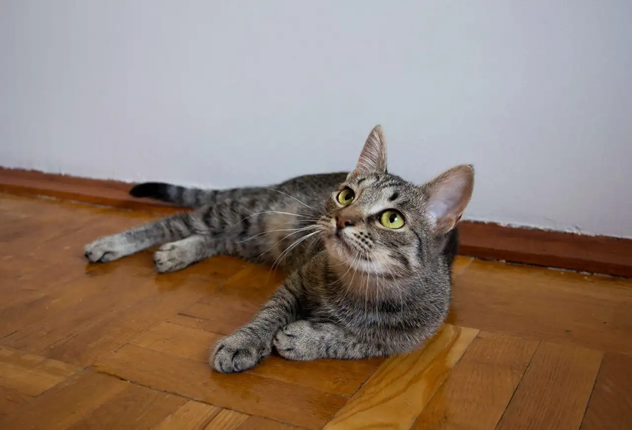 Котенок Тоффи, 7 мес., фотография 3