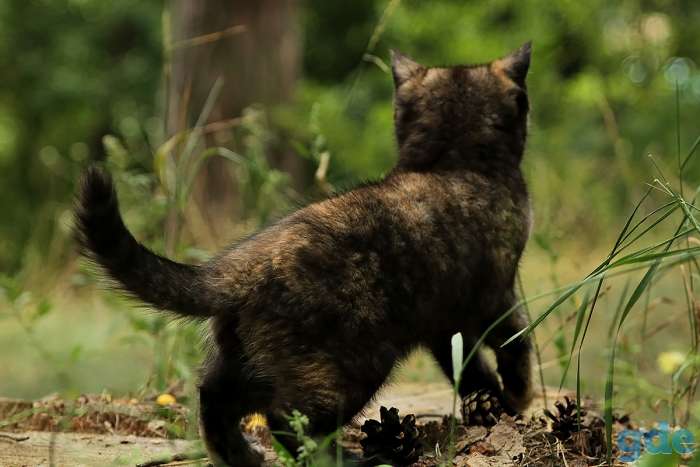 Британский котенок черепахового окраса, фотография 4