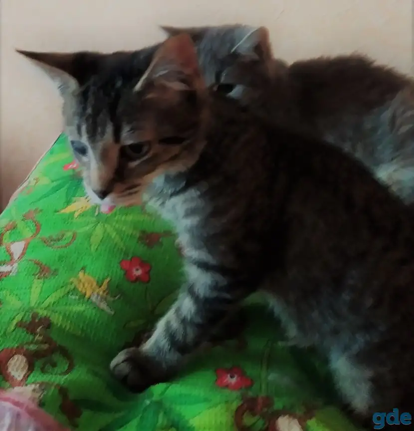 Котята в дар, в добрые руки, фотография 2